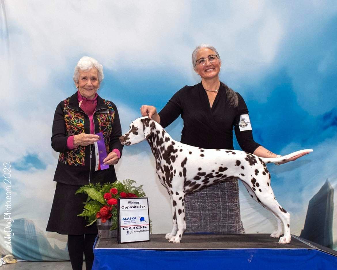 CH JLS Queen of Hearts Dressed To Impress BCAT – Ruby