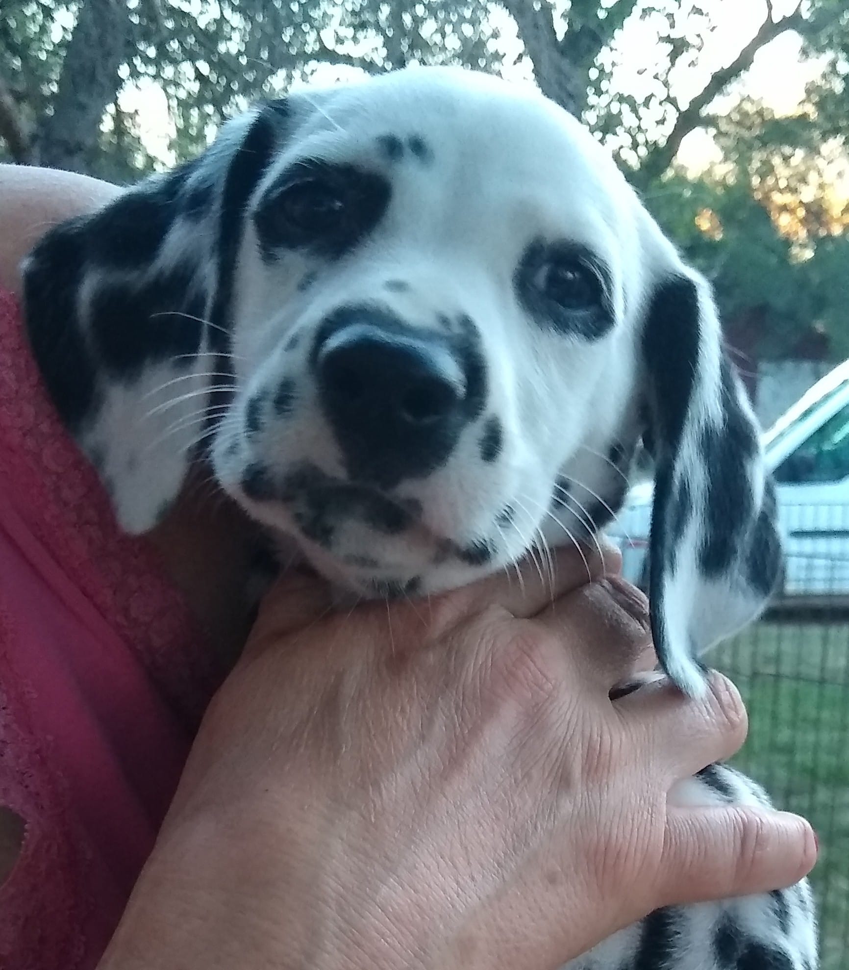 CH JLS Queen of Hearts Smart Dressed Man