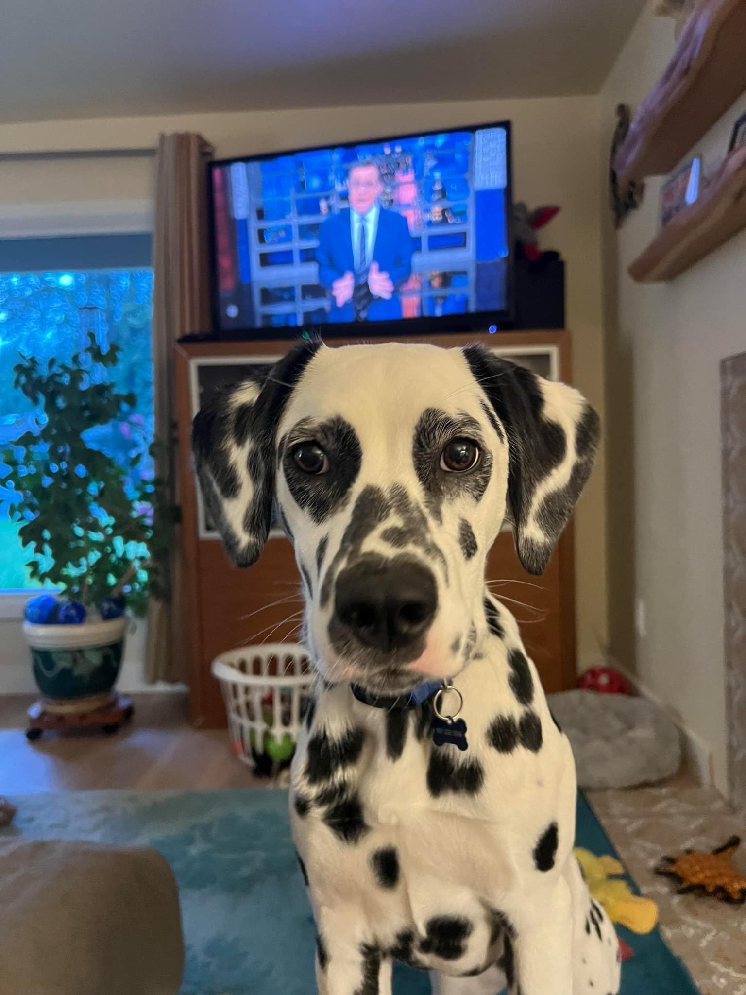 CH Queen of Hearts JLS At Last I See the Lights BCAT CGC TKN STR