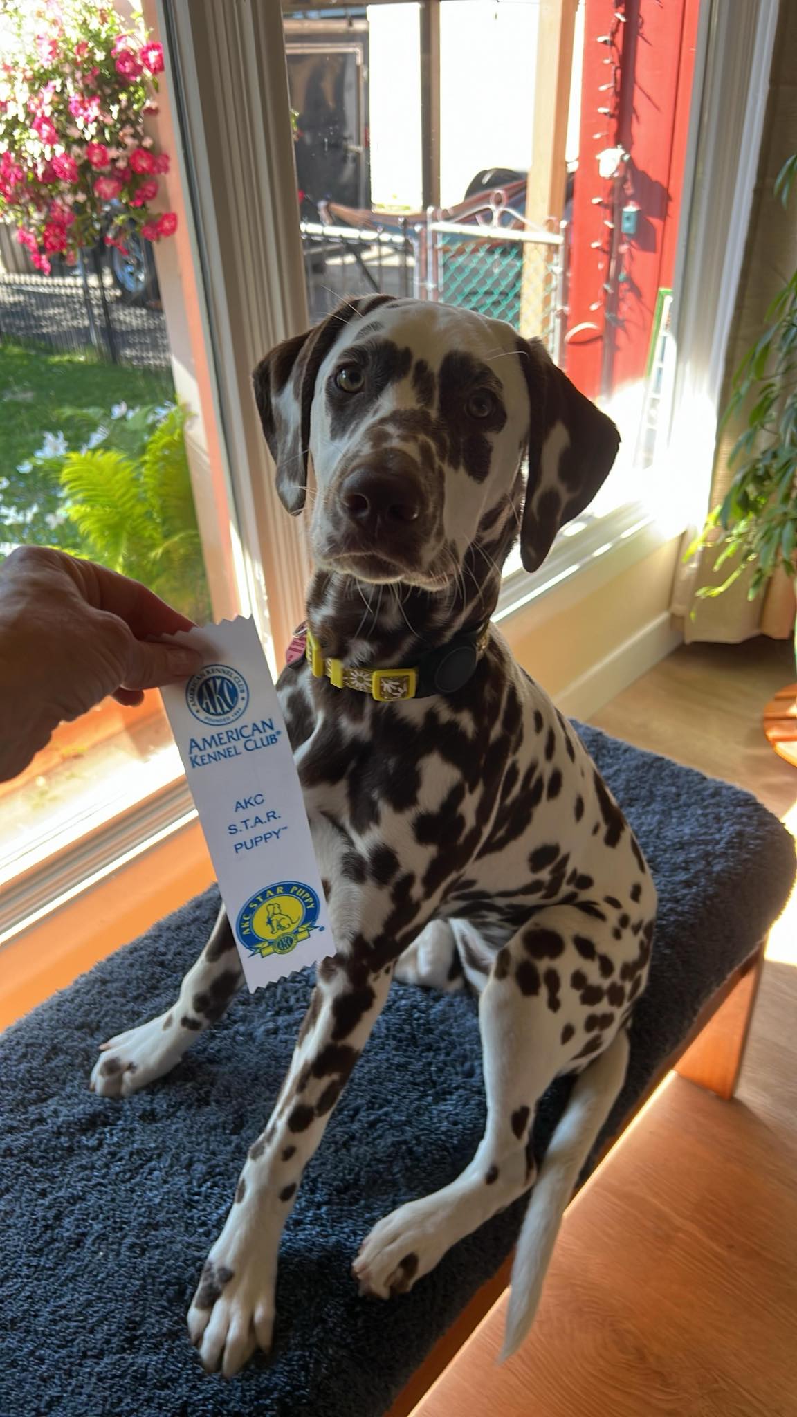 GCH Queen of Hearts JLS Northern Lights Mystique BCAT (L)