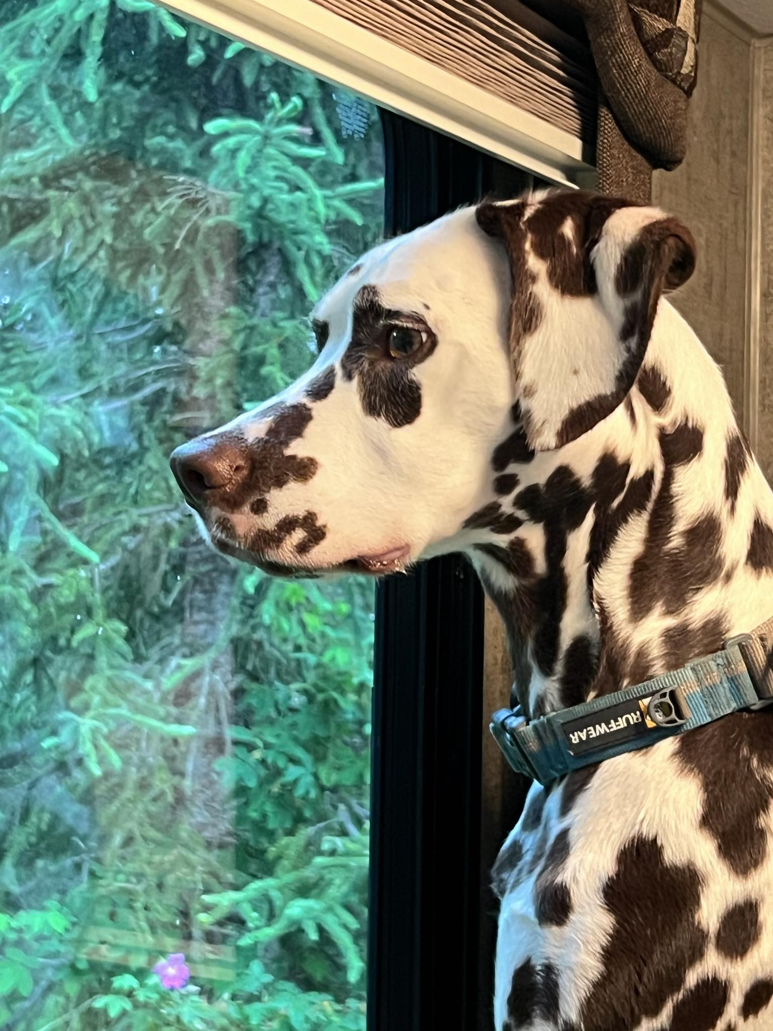 GCH Queen of Hearts JLS Northern Lights Mystique BCAT (L)