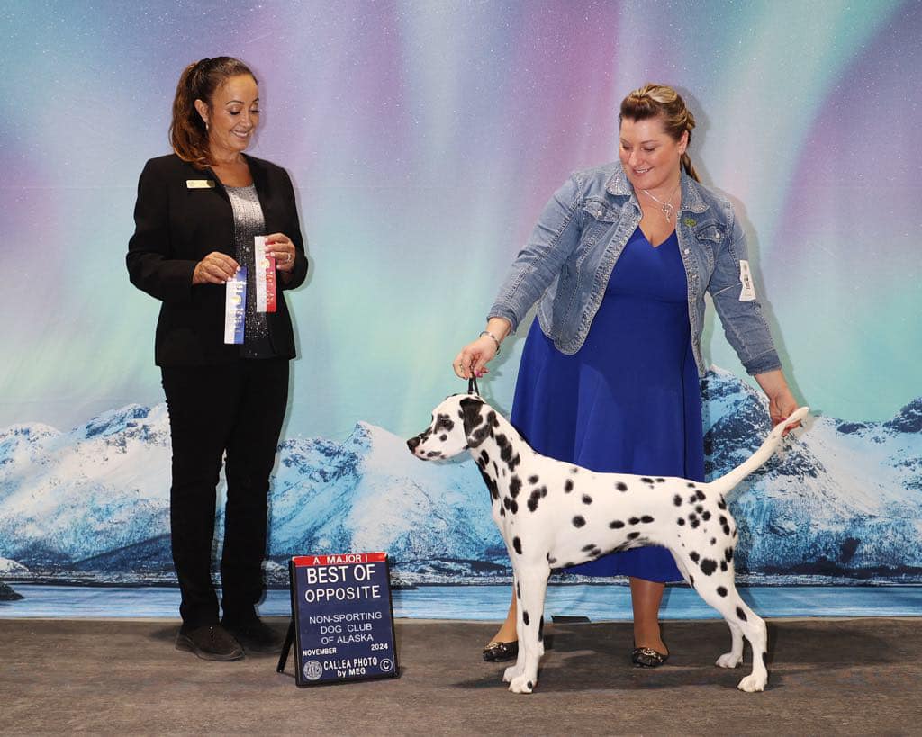 WB/BOW/BOS over specials – Major Win