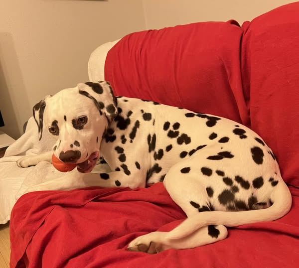 Mt Hood Dalmatian Club Specialty II – Jan 16, 2025