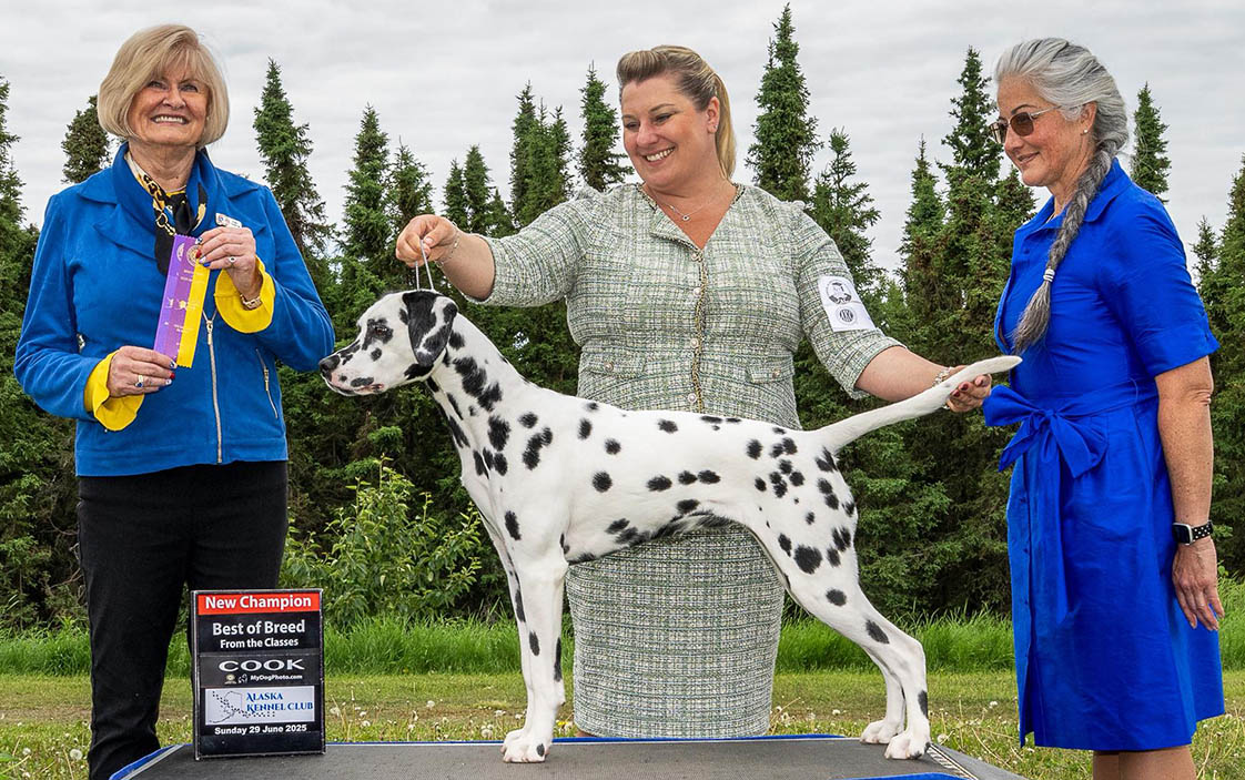 CH Queen of Hearts JLS At Last I See the Lights BCAT CGC TKN STR