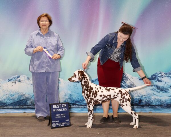 GCH Queen of Hearts JLS Northern Lights Mystique BCAT (L)