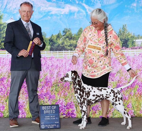 GCH Queen of Hearts JLS Northern Lights Mystique BCAT (L)