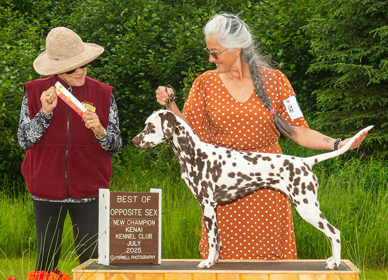 GCH Queen of Hearts JLS Northern Lights Mystique BCAT (L)
