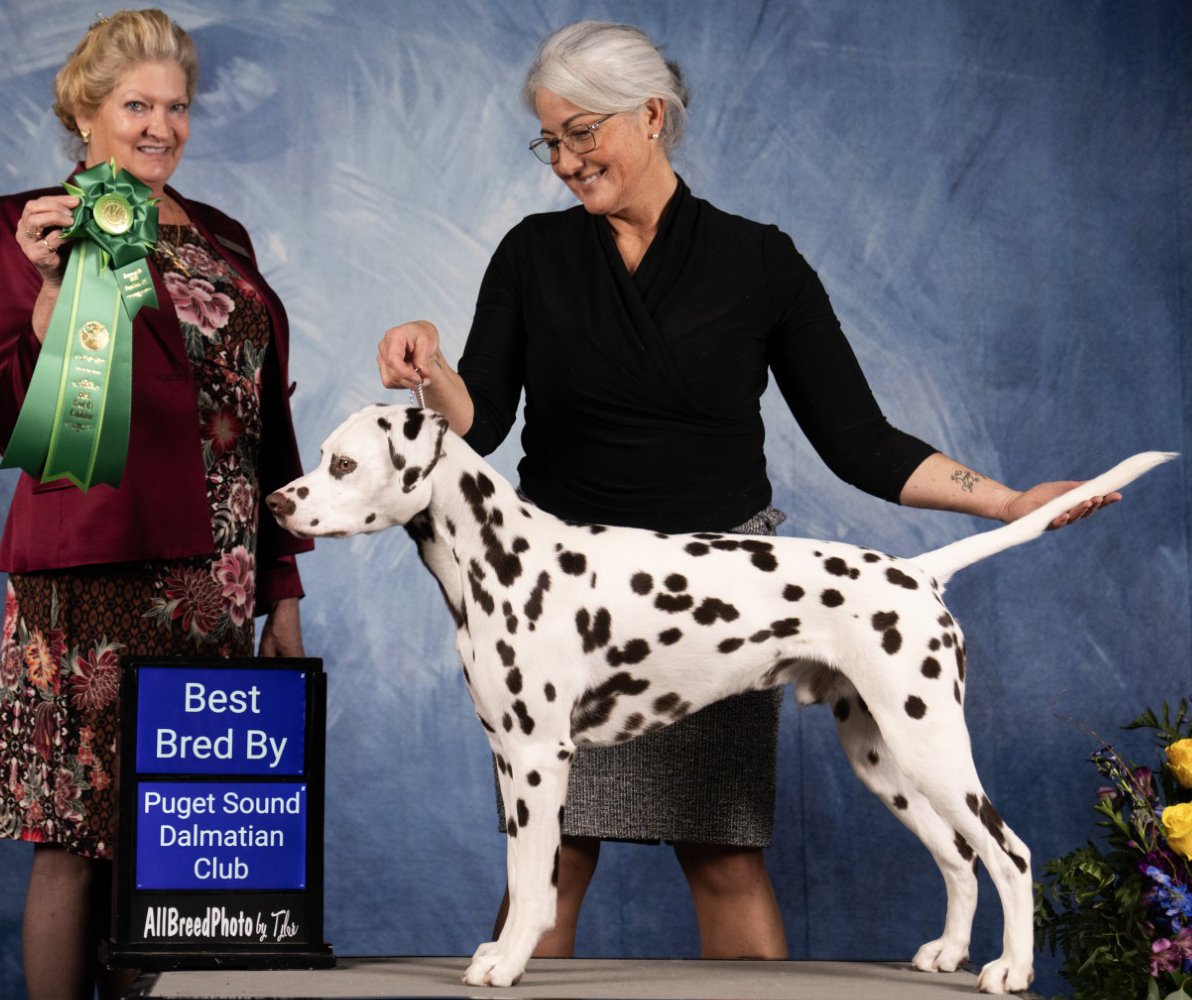 CH Queen of Hearts JLS The Real McCoy CGC TKN STR (L)