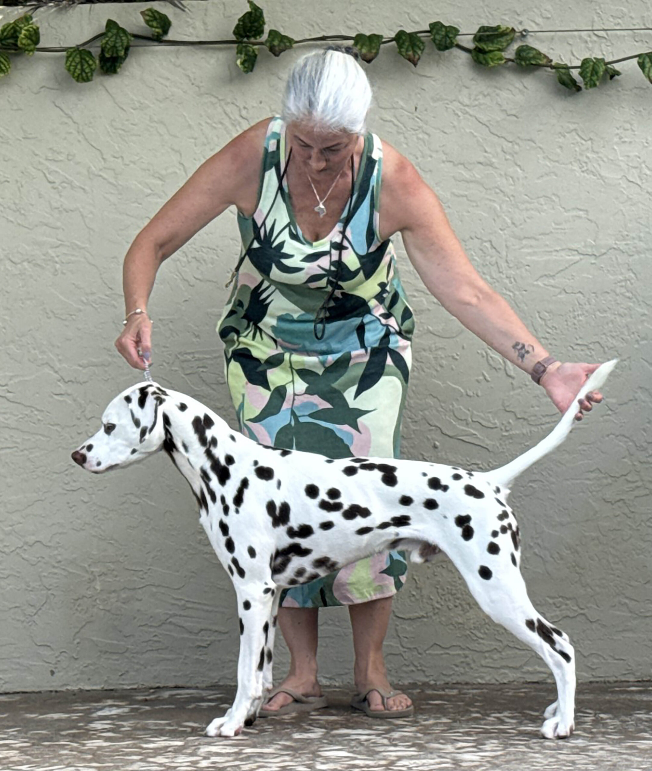 CH Queen of Hearts JLS The Real McCoy CGC TKN STR (L)