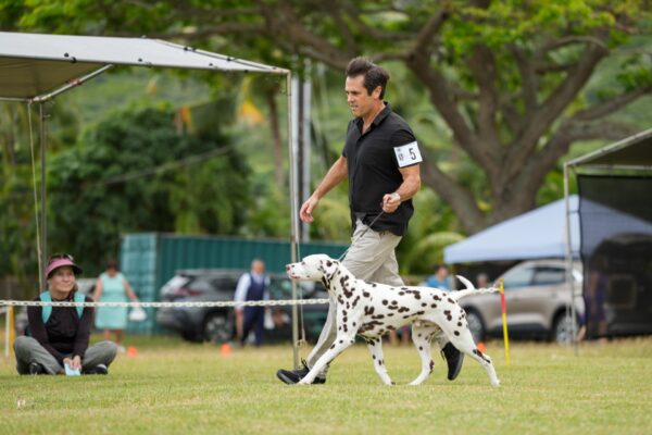 CH Queen of Hearts JLS The Real McCoy CGC TKN STR (L)