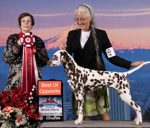 Mystique-MtHoodSpecialty-BOS-newGCH-5ptMjr-web