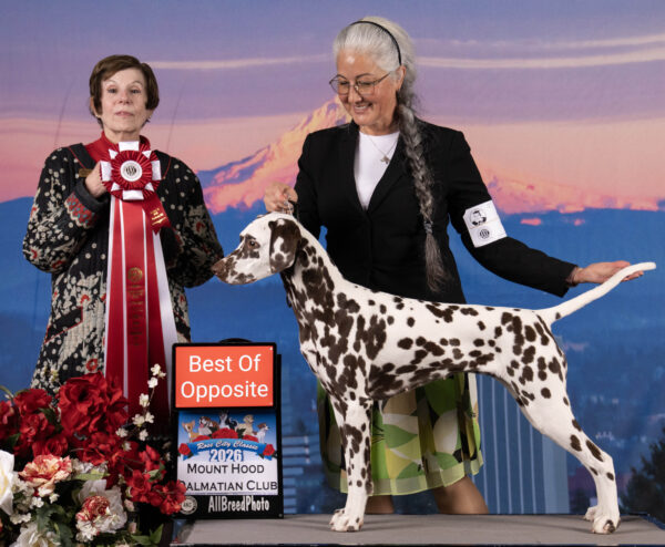 GCH Queen of Hearts JLS Northern Lights Mystique BCAT (L)