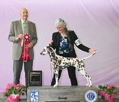 MystiqueBOS-PSDCSpecialty-Nov2025-1