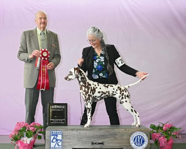 GCH Queen of Hearts JLS Northern Lights Mystique BCAT (L)